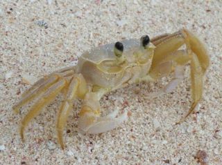 Rare A Live Ghost Crabs