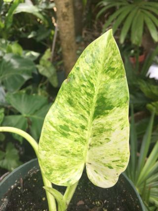 Extreme Color Bright White Rare Variegated Philodendron Giganteum Collectors