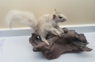 Rare North Carolina White Squirrel Taxidermy Mount Transylvania County