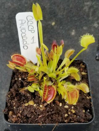 Rare Carnivorous Venus Flytrap Plant " Avocado "