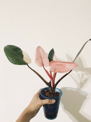 Rare Variegated Philodendron ' Pink Princess ' Aroid 2