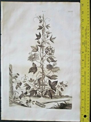Rare,  Large 1696 Eng.  Munting,  Aardgewassen,  Clematis Passiflora Trifolia Flore Rose