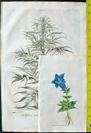 Rare,  large 1696 Eng.  Munting,  Aardgewassen,  Clematis Passiflora trifolia flore rose 2