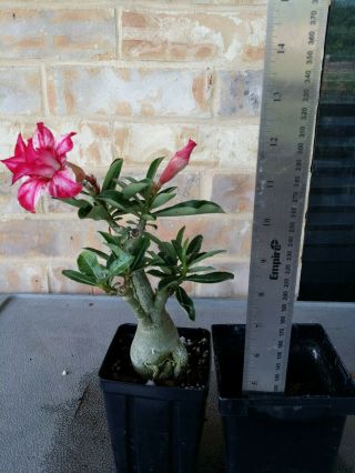 Adenium Desert Rose grow from seed bonsai VERY RARE 076 4
