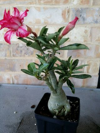 Adenium Desert Rose grow from seed bonsai VERY RARE 076 7
