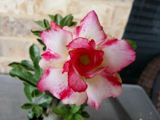 Adenium Desert Rose Grow From Seed Bonsai Very Rare 070