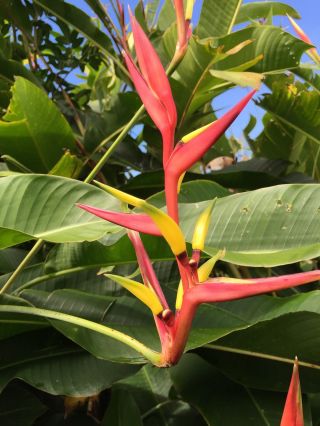Angel One Fresh Live Plant Rare Heliconia Fresh And Ready To Grow