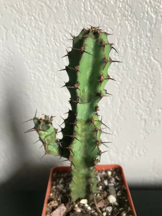 Euphorbia Knobelii Rare Succulent Plant Not Cactus Own Roots