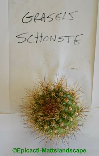 Trichocereus,  hybrid,  ' Gräsers Schönste ',  LARGE PUP,  Rare Offer,  Cactus,  Echinopsis 2