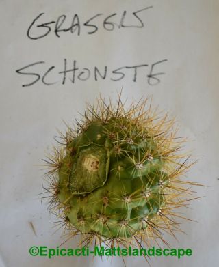 Trichocereus,  hybrid,  ' Gräsers Schönste ',  LARGE PUP,  Rare Offer,  Cactus,  Echinopsis 3