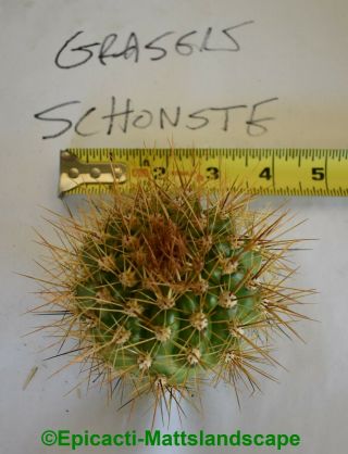 Trichocereus,  hybrid,  ' Gräsers Schönste ',  LARGE PUP,  Rare Offer,  Cactus,  Echinopsis 4