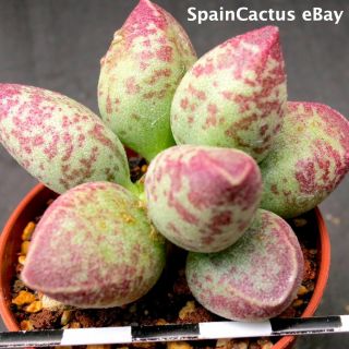 Adromischus Marianiae Nbg 701/75 “uitspankraal” 3/3 Rare Succulent Plant 30/6