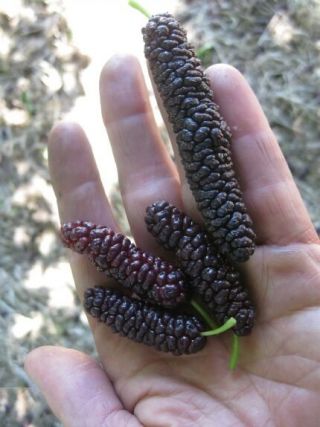 Rare Seeds Giant Purple Long Mulberry Unusual Fruits 3 Fresh Cuttings