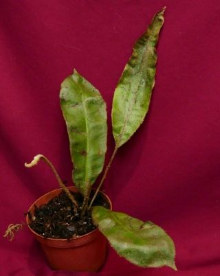Elaphoglossum Paleaceum Rare Fern Epiphyte Platycerium