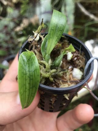 Bulbophyllum Reticulatum Rare Orchid Species Terrarium