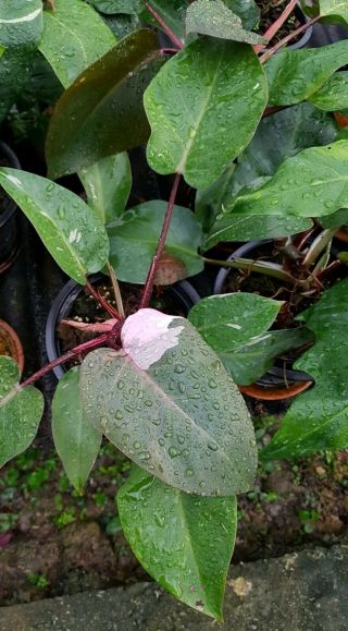 Pink Princess Philodendron Rare Aroid Variegated Starter Plant