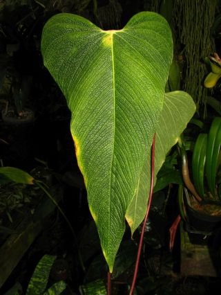 Anthurium Bernalii,  Very Rare Species,  Textured Leaf,  Gorgeous Aroid Plant