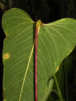 ANTHURIUM BERNALII,  Very Rare Species,  TEXTURED Leaf,  Gorgeous Aroid Plant 2