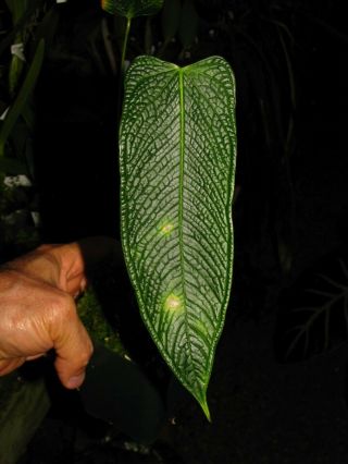 ANTHURIUM BERNALII,  Very Rare Species,  TEXTURED Leaf,  Gorgeous Aroid Plant 3