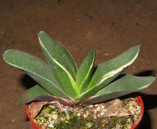 Gasteria Amstrongii Var.  Nitida Variegata 8cm Rare Succulent Plant Aztekium V