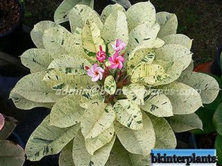 Plumeria With Rooted " Maya White Variegated " Tropical Plant,  Phyto Rare @@