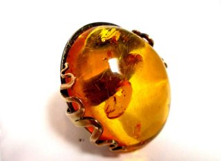 Rare Large 40mm Amber Designer Ring Sterling Silver And 10k Gold Bezel Size 7.  5