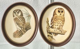 Rare Vintage Owl Art Prints By R.  A.  Vowles In Open Oval Frames