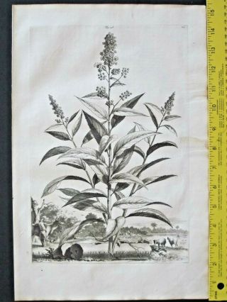 Rare&large 1696 Engraving,  A.  Munting,  Spirea Bush,  Spiraea Theophrasti