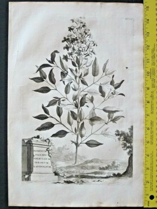 Rare&large 1696 Eng.  A.  Munting,  Jasmin,  Jasminum Pallido Coeruleum Persicum Latifol