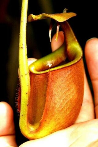 Nepenthes Bicalcarata Orange,  Seed Grown - Very Rare Carnivorous Pitcher Plant