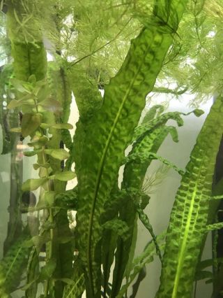 Live Aquarium Plants - Rare Cryptocorynes Fresh Water