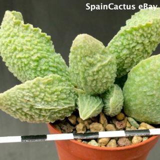 Adromischus Marianiae Cv.  Limax Arion King Size Hybrid Rare Succulent Plant 30/6