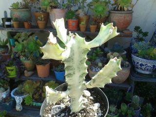 Dragon Bones Euphorbia Lactea Rare Variegated Multi Branching Cactus