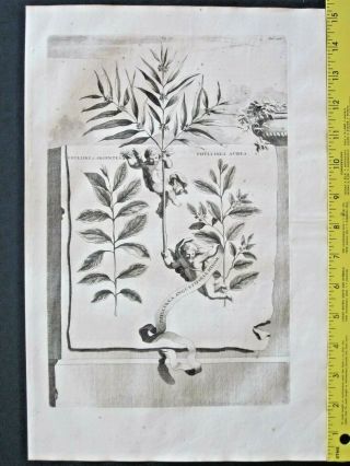 Rare&large 1696 Engraving,  A.  Munting,  Silver And Golden Phyllyrea;p.  Argentea&aurea