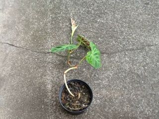 Rare philodendron verrucosum plant.  Collector Rare offer Velvet foliage,  furry 2