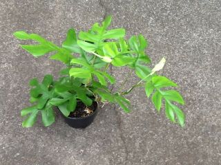 Rhaphidophora Tetrasperma aka Mini monstera,  Philodendron Ginny.  Rare.  2 plants 2