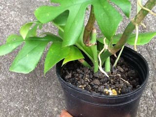 Rhaphidophora Tetrasperma aka Mini monstera,  Philodendron Ginny.  Rare.  2 plants 3