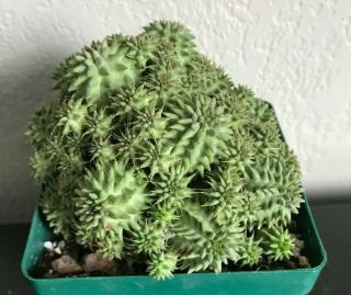Euphorbia Suzannae Rare Succulent Plant Not Cactus Own Roots