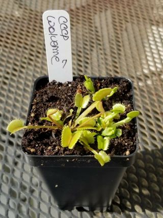 Rare Carnivorous Venus Flytrap Plant " Wolverine " 7