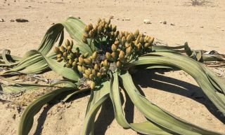Welwitschia Mirabilis - 1 X Extremely Rare Seed,  Only Seller.  Endemic To Namibia