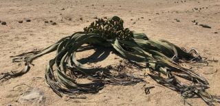 Welwitschia Mirabilis - 1 x Extremely rare seed,  only seller.  Endemic to Namibia 2