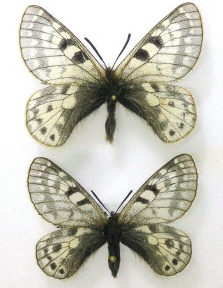 Lepidoptera.  Parnassius Schultei Ssp.  From Tibet Pair,  A -,  Rare