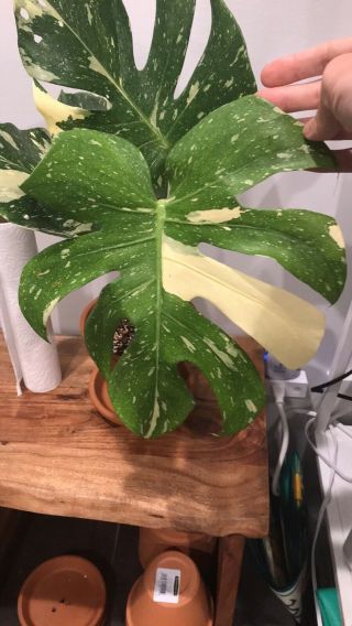Large Variegated Monstera Thai Constellation In Rare Perfect Leaves. 2