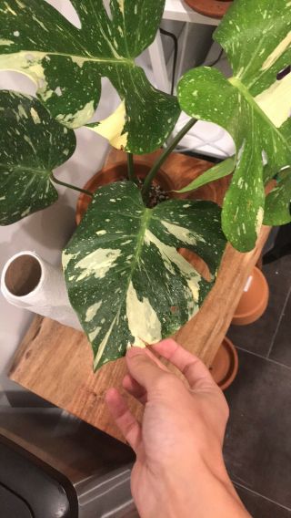Large Variegated Monstera Thai Constellation In Rare Perfect Leaves. 3