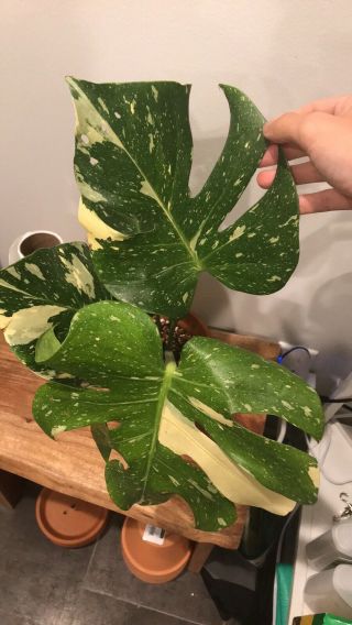 Large Variegated Monstera Thai Constellation In Rare Perfect Leaves. 4