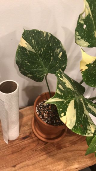 Large Variegated Monstera Thai Constellation In Rare Perfect Leaves. 5