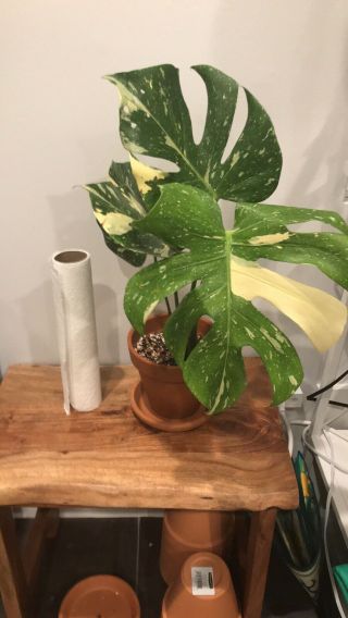 Large Variegated Monstera Thai Constellation In Rare Perfect Leaves. 6