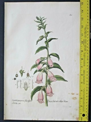Rare Lg.  Handc.  Eng.  Knorr,  Regnum,  1750ff,  Foxglove,  Digitalis Purpurea Folio Aspera