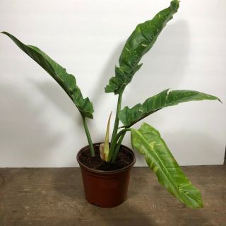 Philodendron Ring Of Fire Plant - Rooted,  Variegated Rare