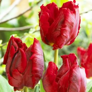 Red Bright Parrot Tulip Bulbs Perennial Resistant Rare Flower Gift Balcony Top